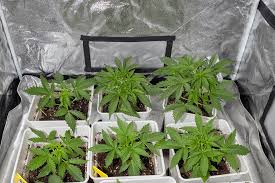 Cannabis Seeds Alberta A Comprehensive Guide to Cultivation and Selection Cannabis Seeds Alberta A Comprehensive Guide to Cultivation and Selection